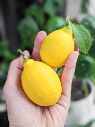 Learn About Meyer Lemon Tree