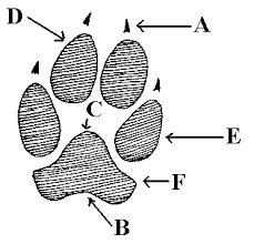 canine vs feline tracks how to tell