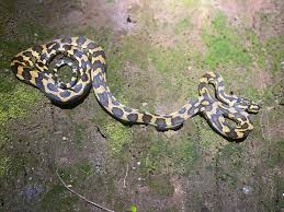 10 facts about the carpet python