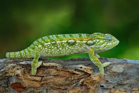 carpet chameleon care guide pictures