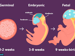 Stages Of Prenatal Development
