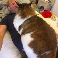 this is the largest cat in new york