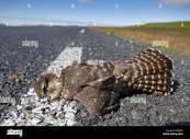 Dead hawk hi-res stock photography and images - Alamy