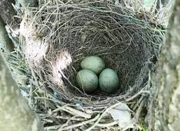 how to identify blue jay eggs their nest