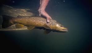 Raw trout are fish that can be caught with a fishing level of 20, granting 50 fishing experience per catch. 10 Top Spots For Trophy Brown Trout