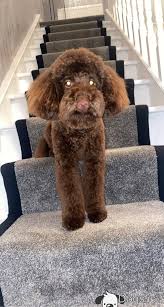 beau the chocolate toy poodle at stud