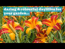 Daylilies Bright Coloured Sun Loving
