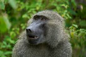 ugly monkeys s around the globe