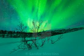 Northern Lights Above Trees In A Winter Landscape License