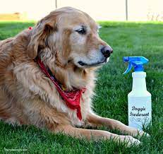what is a good dog deodorizer citizenside