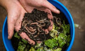 feed worms for epic vermicompost