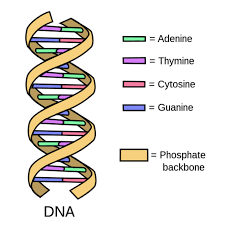 molecular evolution overview