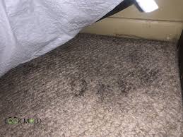 clean mold on carpet
