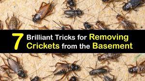 Of Crickets In The Basement