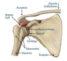 These muscles form the outer shape of the shoulder and underarm. Arthritis Of The Shoulder Orthopaedic Neurosurgery Specialists