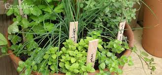 How To Grow Delicious Herbs In Pots