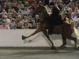 The walk, the running walk and the canter. The Role Of Trademarks In Ending Tennessee Walking Horse Abuse Interview With Esther Roberts