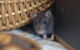 How To Get Rid Of Rats In Your Home
