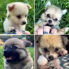 long hair chihuahua dogs puppies