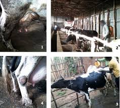 smallholder dairy systems in ethiopia