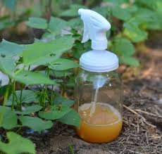 diy organic aphid spray recipe for the