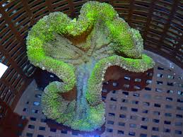 bicolor saddle carpet anemone