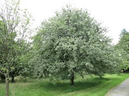 sorbus aria whitebeam mountain ash