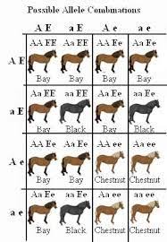 Image Result For Horse Color Genetics Chart Horses