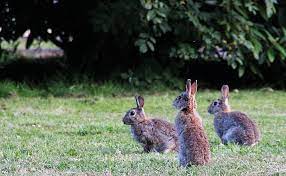 How To Keep Rabbits Off Your Garden Or