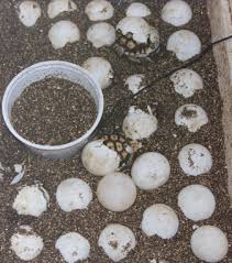 Incubating sulcata tortoise egg