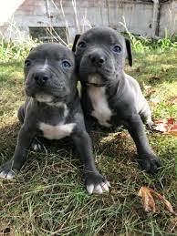 Pit bull puppies for sale here at jamil pitbull home, find american red nose pitbull puppies and xxl pitbull puppies for sale in usa and near your location. Friendly Blue Nose Pitbull Puppies Los Angeles Us En Oc2o