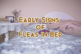 9 early signs of fleas in bed and how