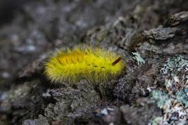 You will also notice that their feet at the head end are black and their prolegs in the middle section are. The Color Of Caterpillars Green Yellow Black Blue And More School Of Bugs