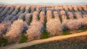 What time of year do almond trees bloom?