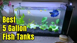 best 5 gallon fish tanks setup ideas