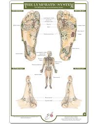 8 Lymphatic System Reflexology Foot Reflexology