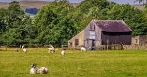 how-long-do-sheep-live-on-a-farm