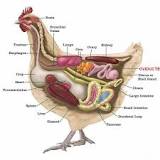 Comment savoir si une poule à un oeuf coincé ?