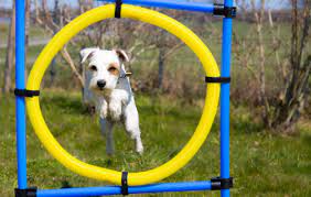 agility training when hounds fly dog