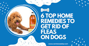6 home remes to get rid of fleas on