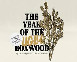 the year of the ugly boxwood