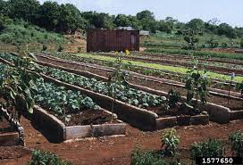 Soil Tips For Raised Beds