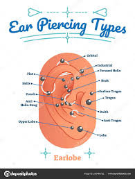 Pictures Ear Piercing Types Diagram Beauty And Fashion