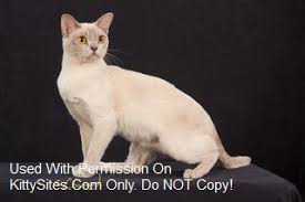The burmese, as we know it today, was developed in america from a single cat. Puravida European Burmese In California Burmese Kittens Burmese Cats For Sale Burmese Cat