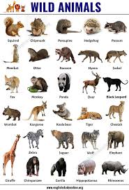 Wild Animals List Of 30 Popular Names Of Wild Animals In