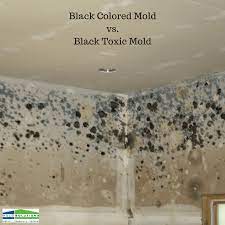 black colored mold vs black toxic mold