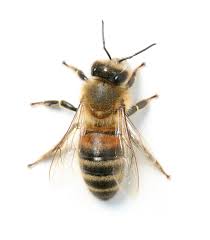 fun facts about bees a1 exterminators