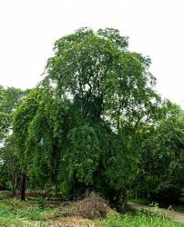 rare trees in delhi nursery highlighted
