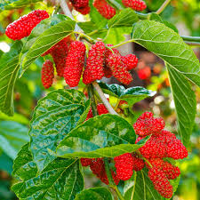 10 fast growing fruit trees in india