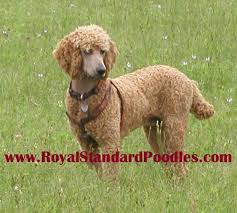 red royal standard poodle big sky